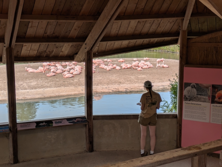 Pond dipping for flamingos?